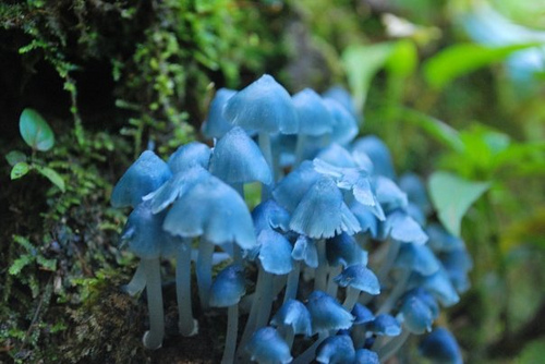 bosque de hongos azules