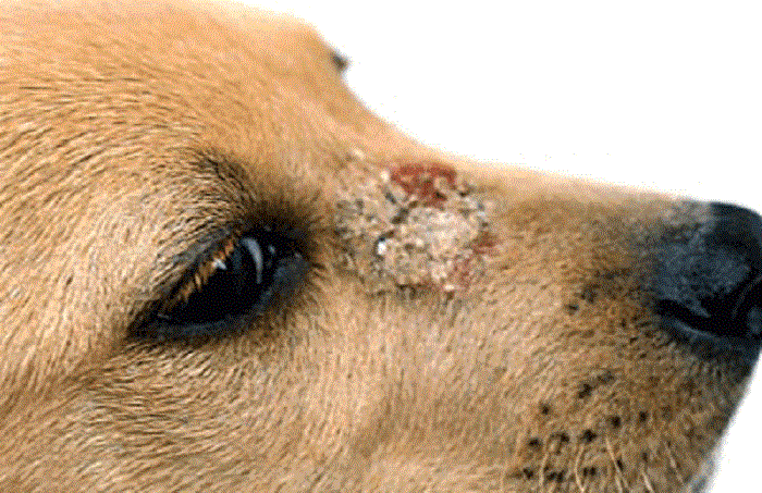 hongos en perros sintomas