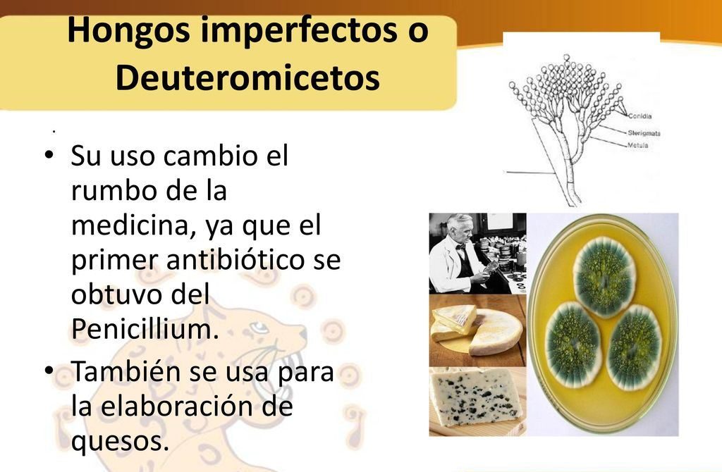 hongos imperfectos y sus caracteristicas