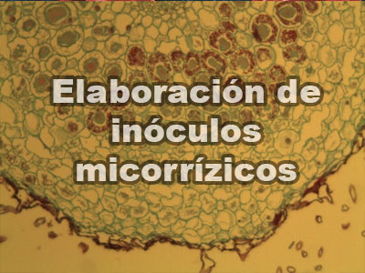 hongos micorrízicos arbusculares