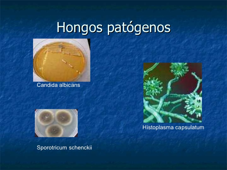 hongos patogenos