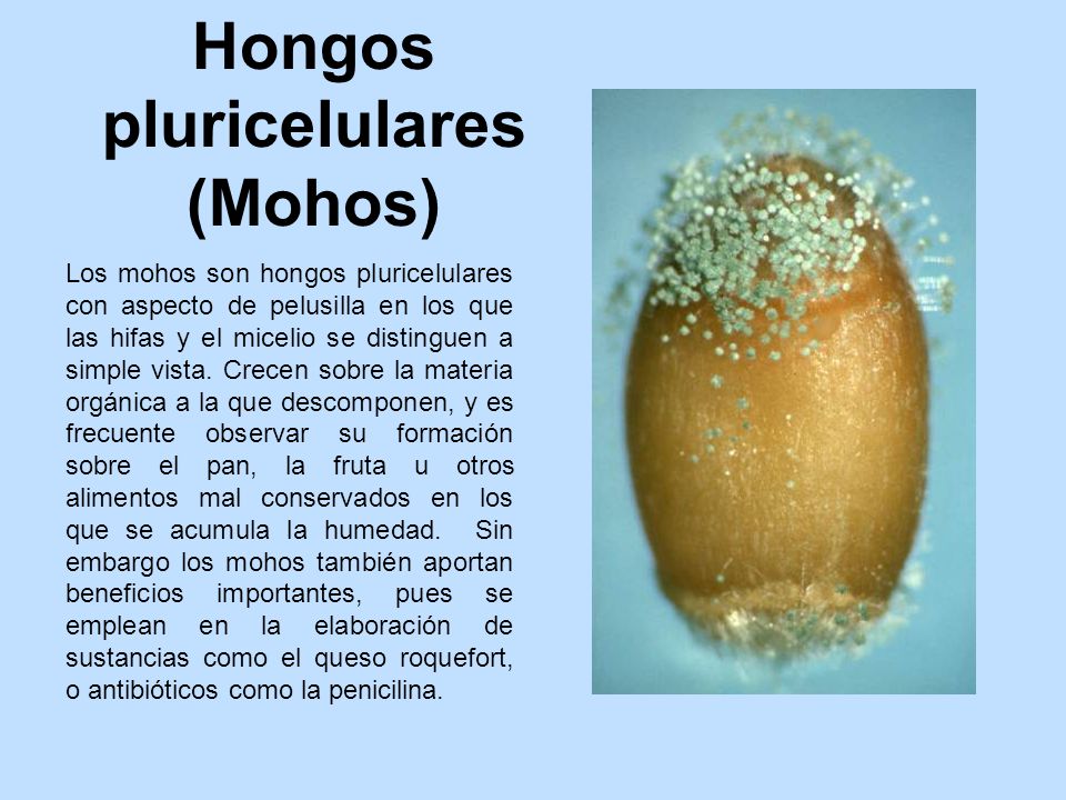 los hongos pluricelulares caracteristicas