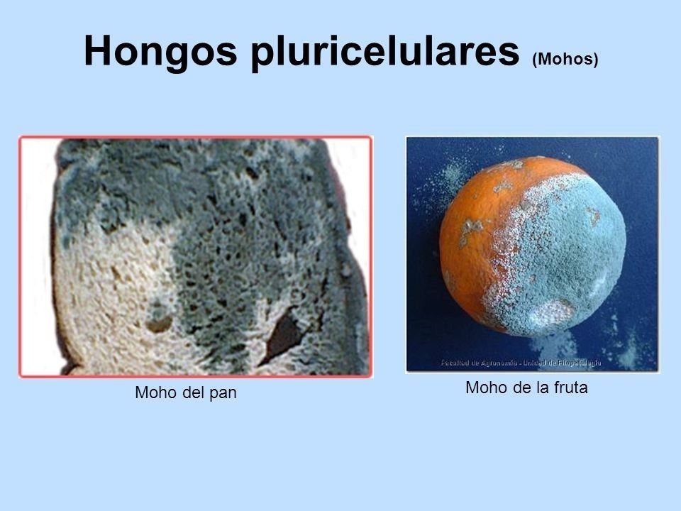 hongos pluricelulares que son