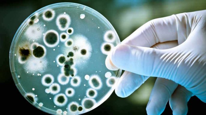 hongos y levaduras microbiologia