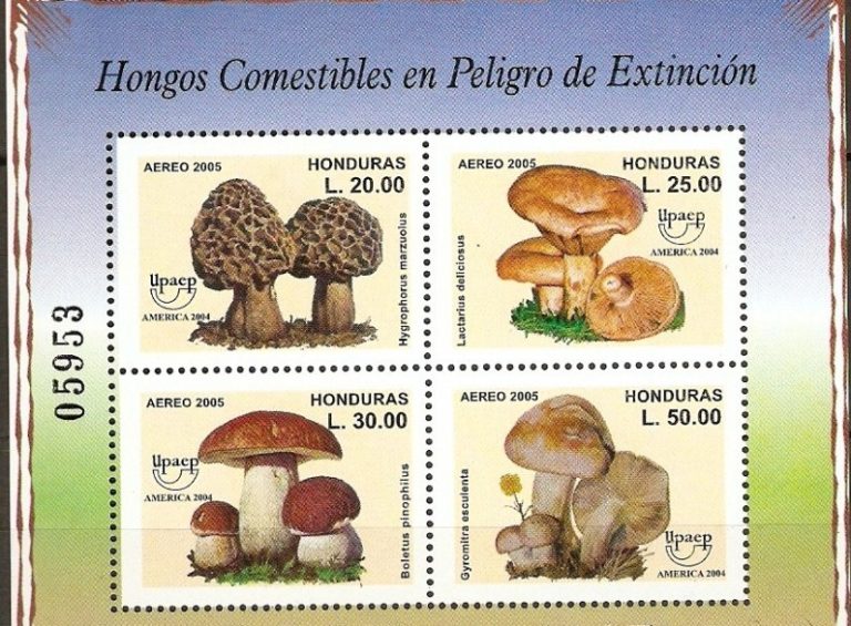 Hongos En Peligro De Extinción ¡secretos And Propiedades 2021 9147