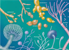 hongos y levaduras caracteristicas